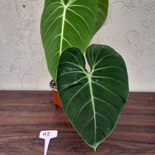 Load image into Gallery viewer, #H2 Philodendron Glorious