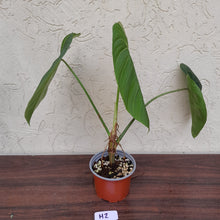 Load image into Gallery viewer, #H2 Philodendron Glorious