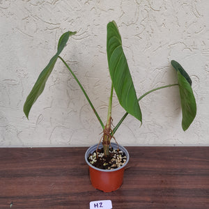 #H2 Philodendron Glorious