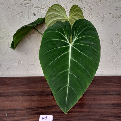 #H2 Philodendron Glorious