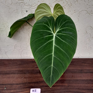#H2 Philodendron Glorious