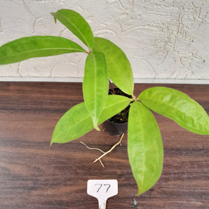 #77 Anthurium Digitatum