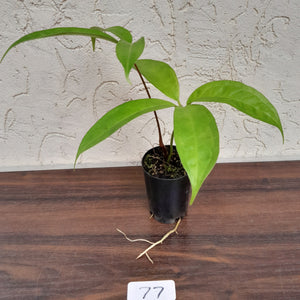 #77 Anthurium Digitatum