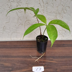 #77 Anthurium Digitatum