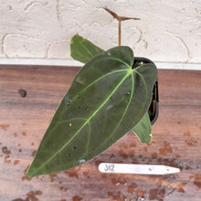 Load image into Gallery viewer, #J12 Anthurium Hybrid x (Papillilaminum x Dressleri)