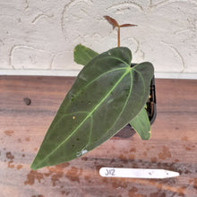 Load image into Gallery viewer, #J12 Anthurium Hybrid x (Papillilaminum x Dressleri)