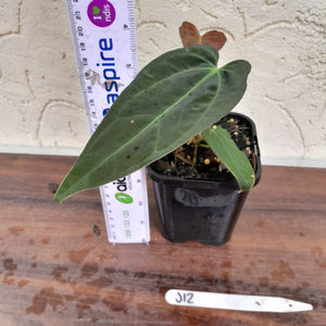 #J12 Anthurium Hybrid x (Papillilaminum x Dressleri)