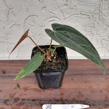 Load image into Gallery viewer, #J12 Anthurium Hybrid x (Papillilaminum x Dressleri)