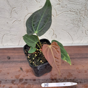 #J12 Anthurium Hybrid x (Papillilaminum x Dressleri)