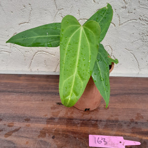 #163 Narrow Anthurium NOID