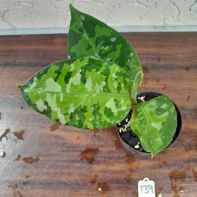 #139 Non TC Aglaonema Pictum Tricolor