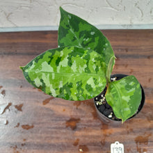 Load image into Gallery viewer, #139 Non TC Aglaonema Pictum Tricolor