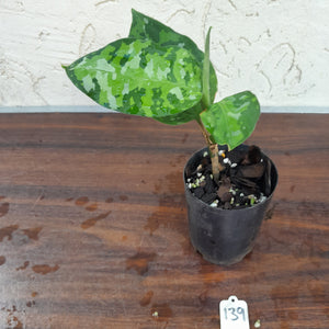 #139 Non TC Aglaonema Pictum Tricolor