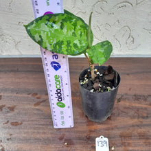 Load image into Gallery viewer, #139 Non TC Aglaonema Pictum Tricolor