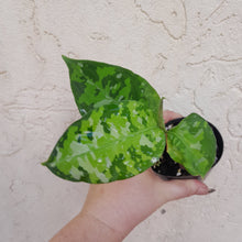 Load image into Gallery viewer, #139 Non TC Aglaonema Pictum Tricolor