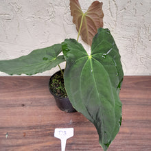 Load image into Gallery viewer, #D3 Anthurium Papillilaminum x