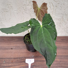 Load image into Gallery viewer, #D3 Anthurium Papillilaminum x