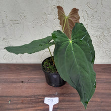 Load image into Gallery viewer, #D3 Anthurium Papillilaminum x