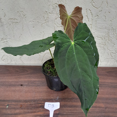 #D3 Anthurium Papillilaminum x