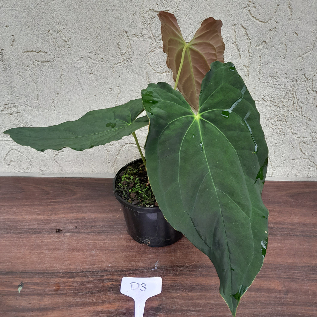 #D3 Anthurium Papillilaminum x