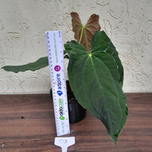 Load image into Gallery viewer, #D3 Anthurium Papillilaminum x