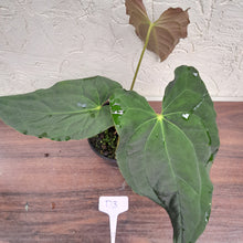 Load image into Gallery viewer, #D3 Anthurium Papillilaminum x