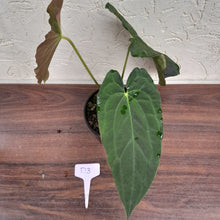 Load image into Gallery viewer, #D3 Anthurium Papillilaminum x