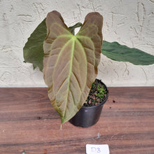 Load image into Gallery viewer, #D3 Anthurium Papillilaminum x