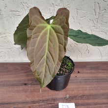 Load image into Gallery viewer, #D3 Anthurium Papillilaminum x