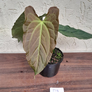 #D3 Anthurium Papillilaminum x
