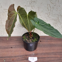 Load image into Gallery viewer, #D3 Anthurium Papillilaminum x