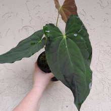 Load image into Gallery viewer, #D3 Anthurium Papillilaminum x