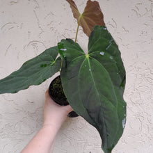 Load image into Gallery viewer, #D3 Anthurium Papillilaminum x