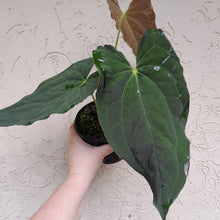Load image into Gallery viewer, #D3 Anthurium Papillilaminum x