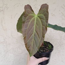 Load image into Gallery viewer, #D3 Anthurium Papillilaminum x