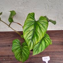Load image into Gallery viewer, #D4 Two x Headed Philodendron Plowmanii - Narrow Form
