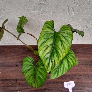 #D4 Two x Headed Philodendron Plowmanii - Narrow Form