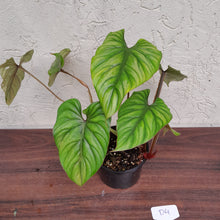 Load image into Gallery viewer, #D4 Two x Headed Philodendron Plowmanii - Narrow Form