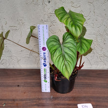 Load image into Gallery viewer, #D4 Two x Headed Philodendron Plowmanii - Narrow Form