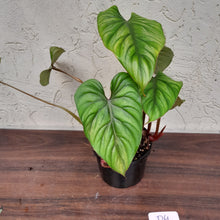 Load image into Gallery viewer, #D4 Two x Headed Philodendron Plowmanii - Narrow Form