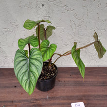 Load image into Gallery viewer, #D4 Two x Headed Philodendron Plowmanii - Narrow Form