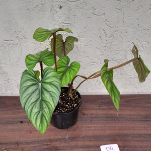 #D4 Two x Headed Philodendron Plowmanii - Narrow Form