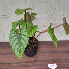 Load image into Gallery viewer, #D4 Two x Headed Philodendron Plowmanii - Narrow Form