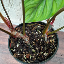 Load image into Gallery viewer, #D4 Two x Headed Philodendron Plowmanii - Narrow Form