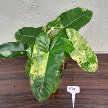 Load image into Gallery viewer, #R25 Variegated Philodendron Burle Marx - Non TC Enliven