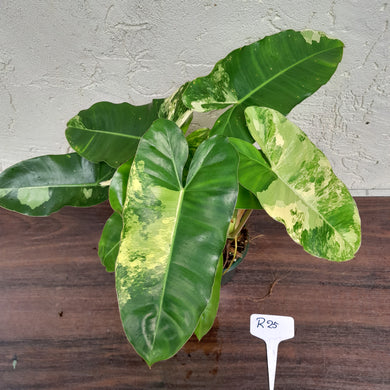 #R25 Variegated Philodendron Burle Marx - Non TC Enliven