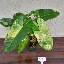 Load image into Gallery viewer, #R25 Variegated Philodendron Burle Marx - Non TC Enliven