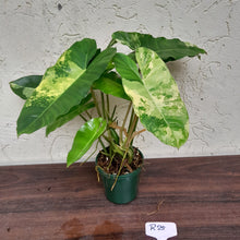 Load image into Gallery viewer, #R25 Variegated Philodendron Burle Marx - Non TC Enliven