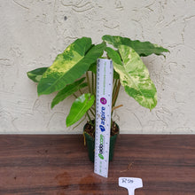 Load image into Gallery viewer, #R25 Variegated Philodendron Burle Marx - Non TC Enliven
