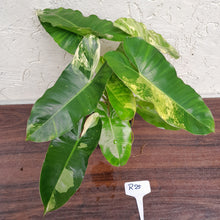 Load image into Gallery viewer, #R25 Variegated Philodendron Burle Marx - Non TC Enliven
